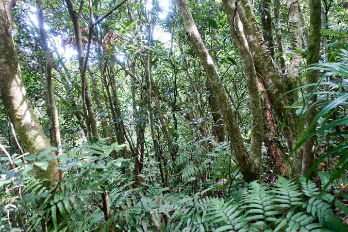 Many trees and plants in mountain forest