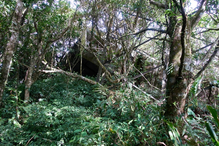 A broken passive repeater on mountain top surrounded by trees and plants