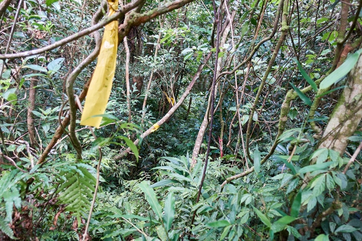 Yellow ribbon tied to tree - trees and vegetation beyond
