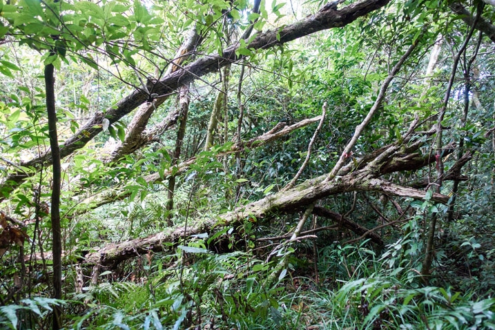 Several fallen trees - dense jungle beyond