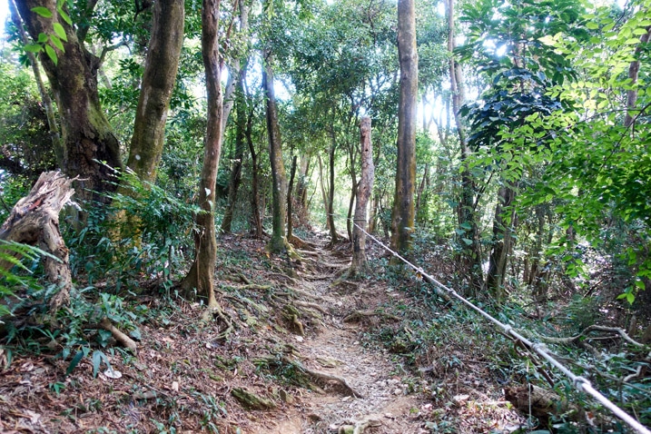 Mountain trail with trees on either side - rope to the right