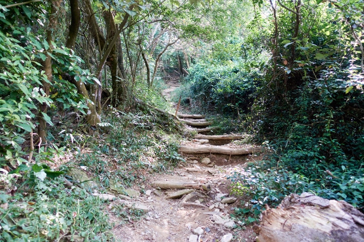 Mountain trail with logs as stairs - trees on either side
