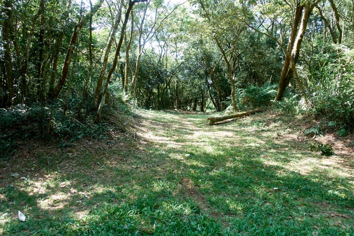 Grassy area surrounded by trees