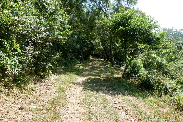 Mountain dirt/grass road - trees on either side
