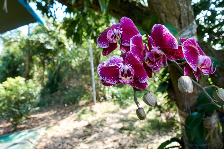 Flowers being grown on a tree