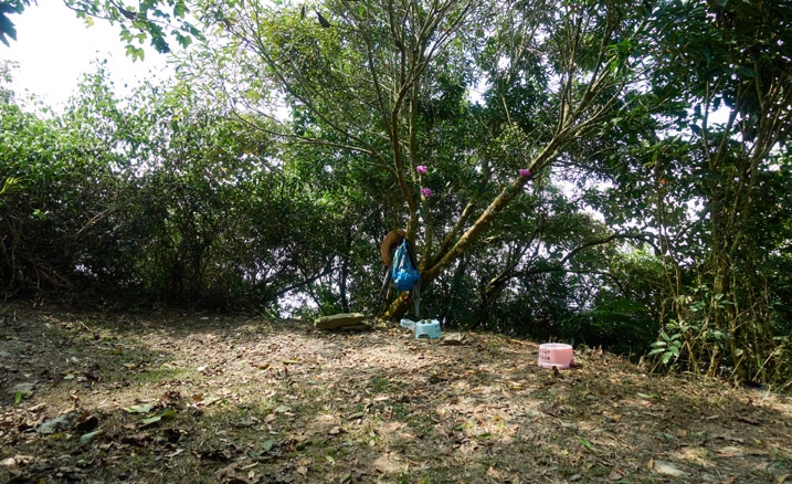 Grassy area with trees in back - backpack hung on tree