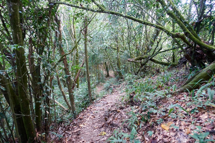 Mountain ridge trail - trees on either side