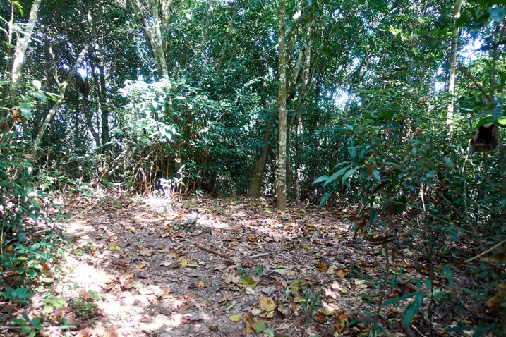 Cleared dirt area surrounded by trees