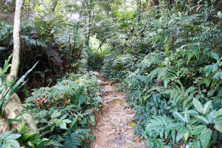 Muddy trail with vegetation on either side