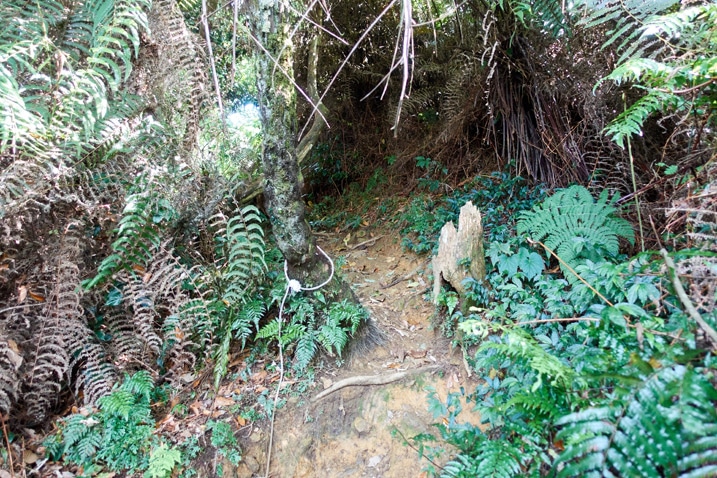 Muddy trail with vegetation on either side