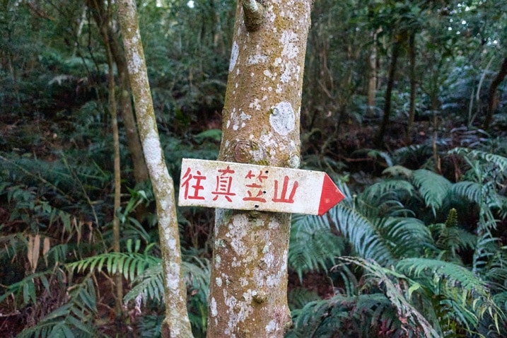 Sign on tree pointing to the right with Chinese characters written on it
