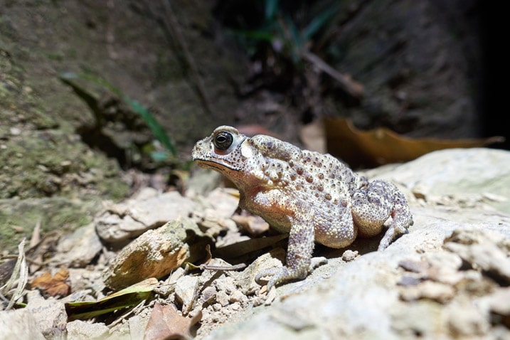 Closeup picture of toad on trail