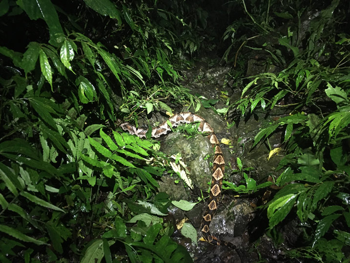 Taiwan pit viper - 100 Pacer - across a rocky trail - vegetation on either side - night