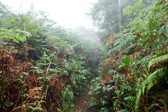 Overgrown mountain ridge with trail in center - foggy