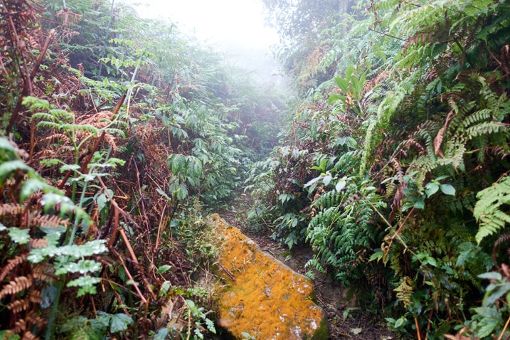 Overgrown mountain ridge with trail in center - foggy - Yellowish large boulder in front