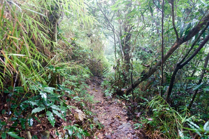 Single-track trail with trees all around
