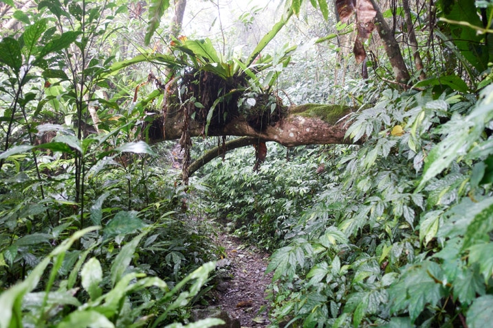Trail surrounded by trees and overgrowth - fallen tree above trail