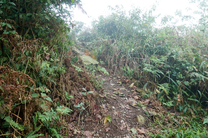 ZhenLiShan Southeast Peak - 真笠山東南峰 - short dirt path leading up to triangulation stone - trees and overgrowth on either side
