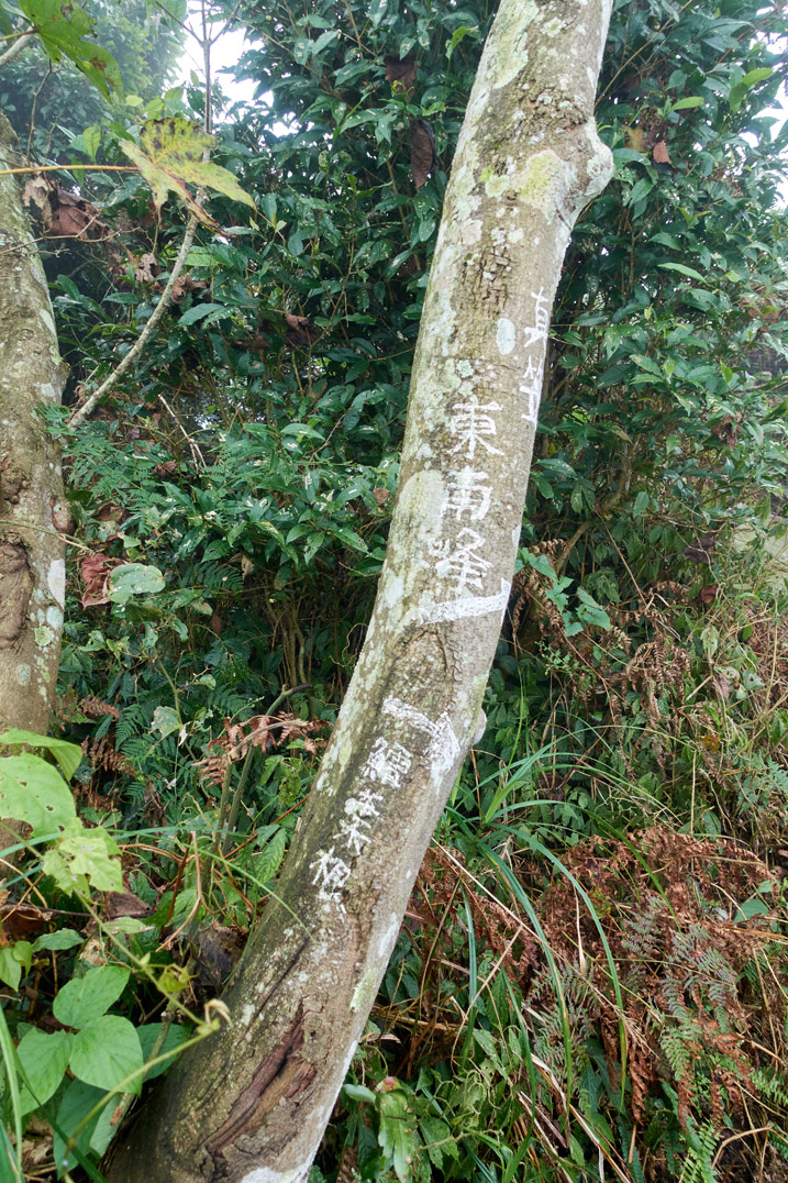 Thin tree with Chinese written on it - grass behind