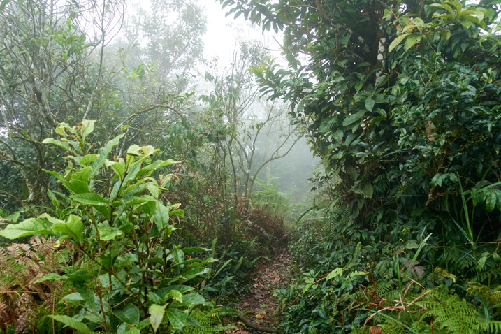 Mountain ridge trail - foggy - trees either side