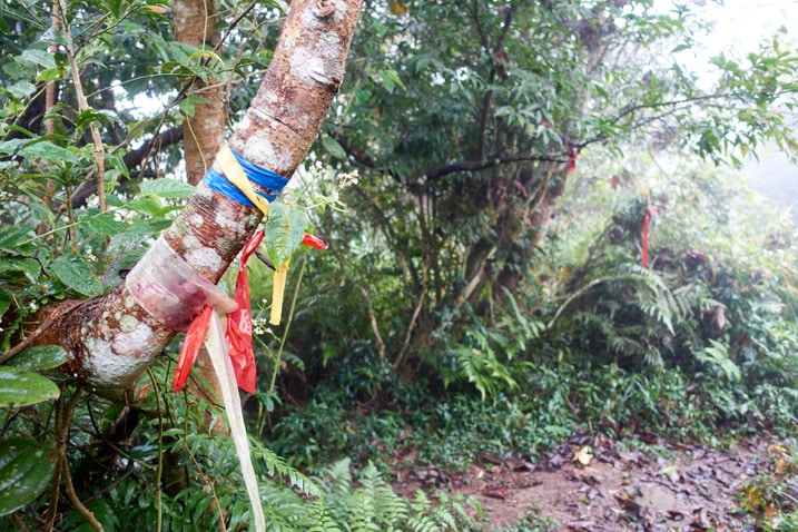 Many colorful ribbons attached to a tree - trail to the right - trees all around