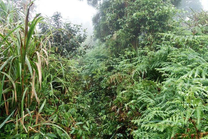 Mountain jungle trail - hardly visible - foggy