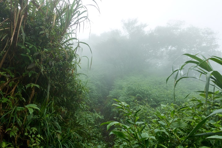 Mountain jungle trail - hardly visible - foggy