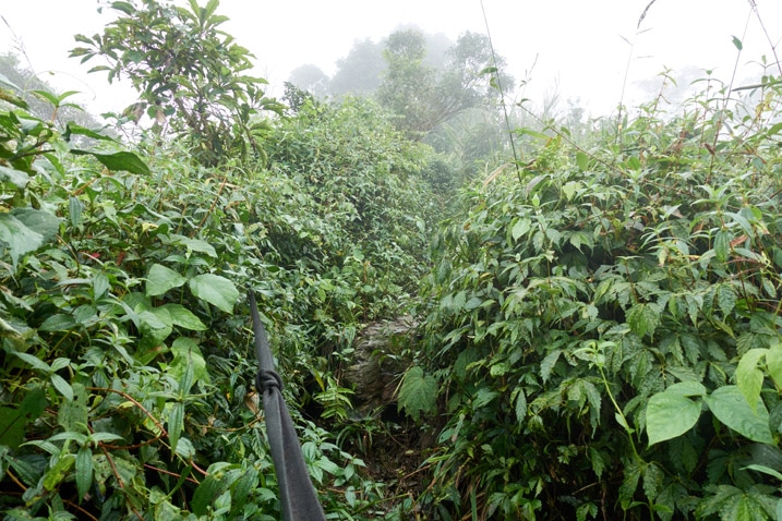 Mountain jungle trail - plants all over - some trees - foggy - rope in center