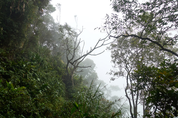 Foggy mountain ridge trail - trees on left side