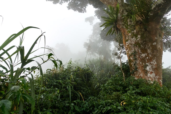 Mountain ridge trail - foggy - large tree on left side - many plants