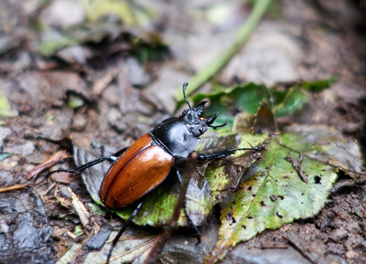 Closeup of orange and black beetle on leaf