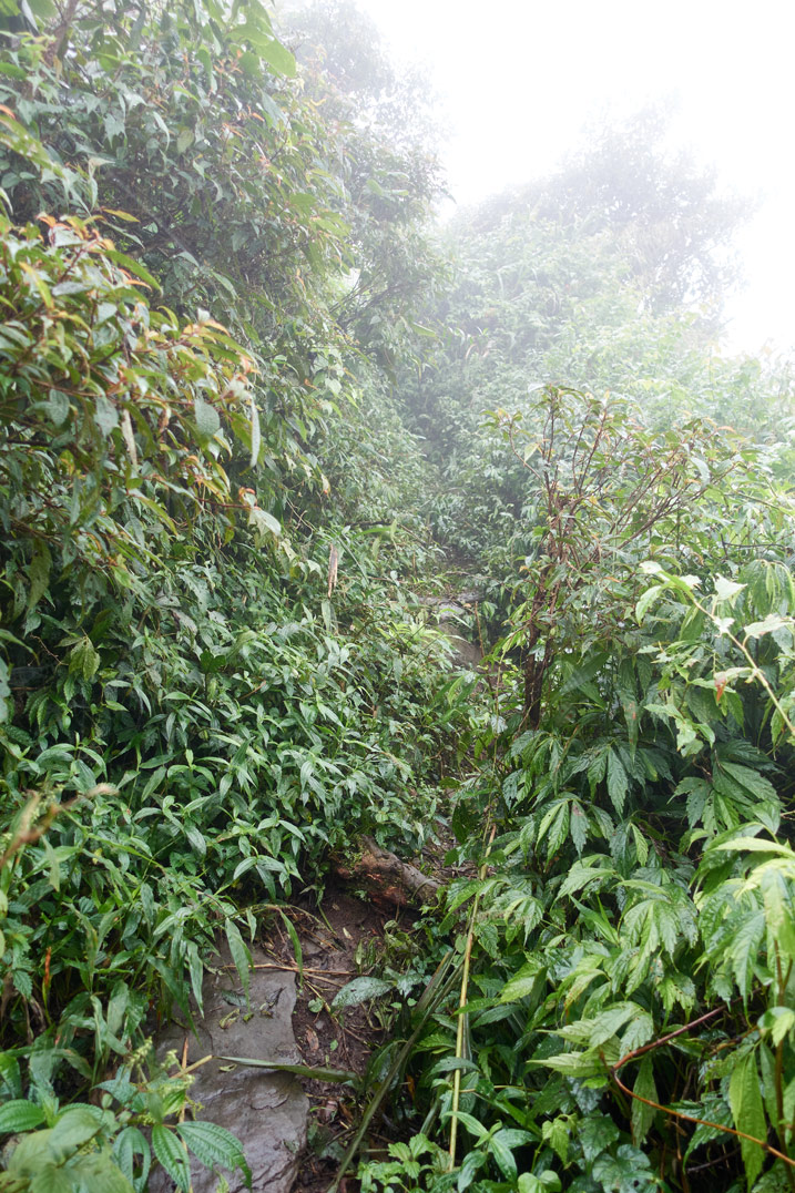 Mountain jungle trail going up - hard to see - foggy - lots of overgrowth