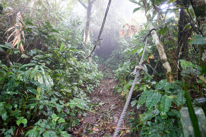 Trail going up with rope to the left - foggy - trees and plants