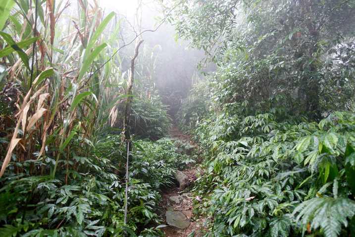 Mountain jungle trail - foggy - trees and vegetation all over