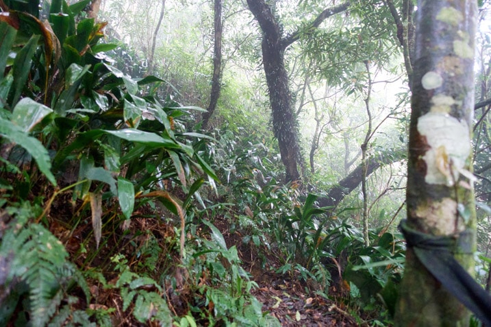 Mountain jungle trail - lots of trees and vegetation - foggy