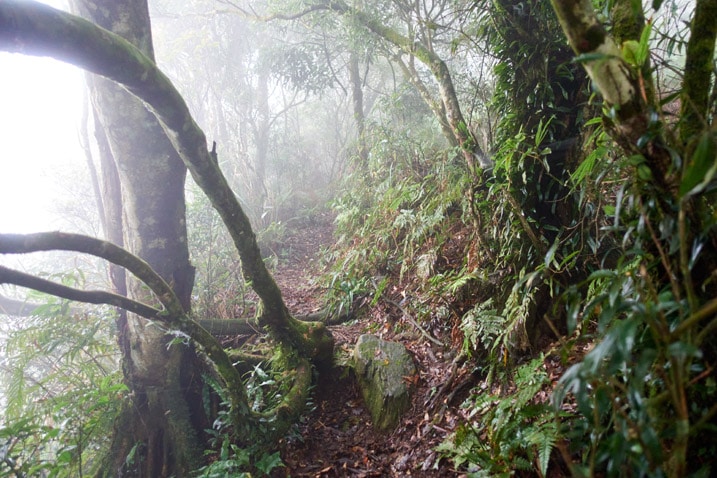 Mountain jungle trail - many trees on either side - foggy