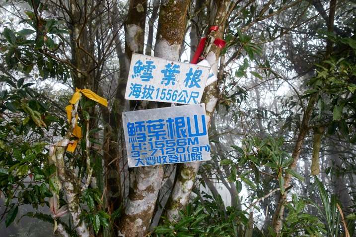 Two signs with Chinese writing and several ribbons attached to trees 
