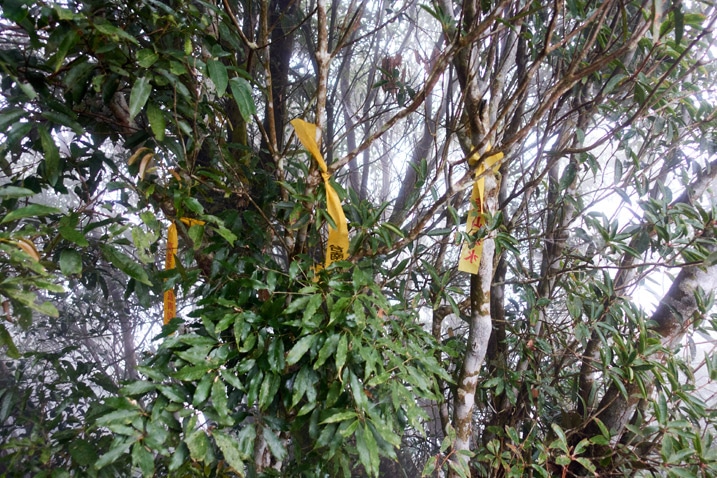 Several yellow ribbons attached to trees - foggy