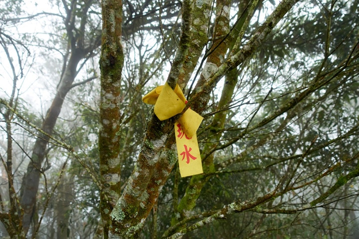Yellow ribbon attached to a tree - foggy