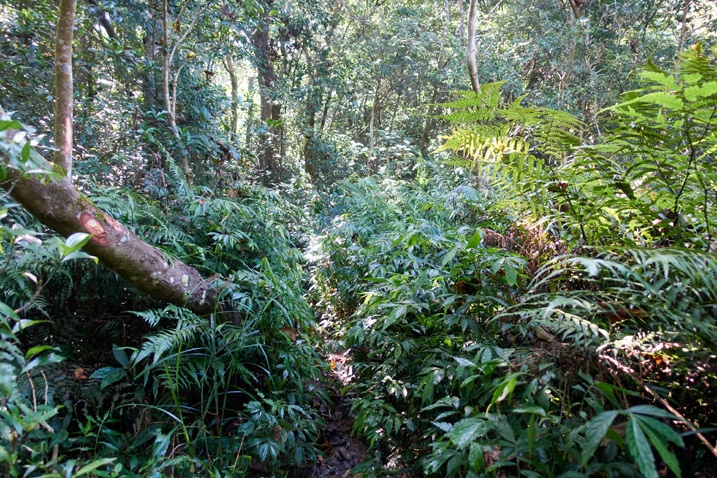 Taiwan jungle