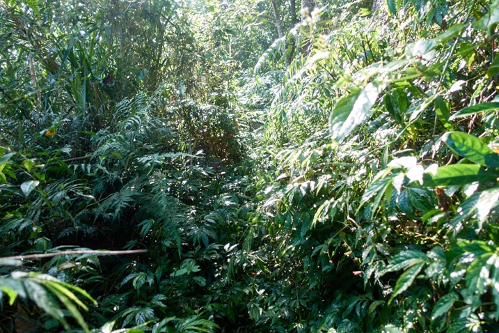 Taiwan jungle - many plants and trees