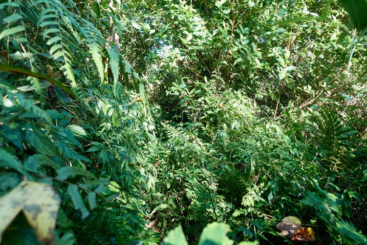 Taiwan jungle - many plants