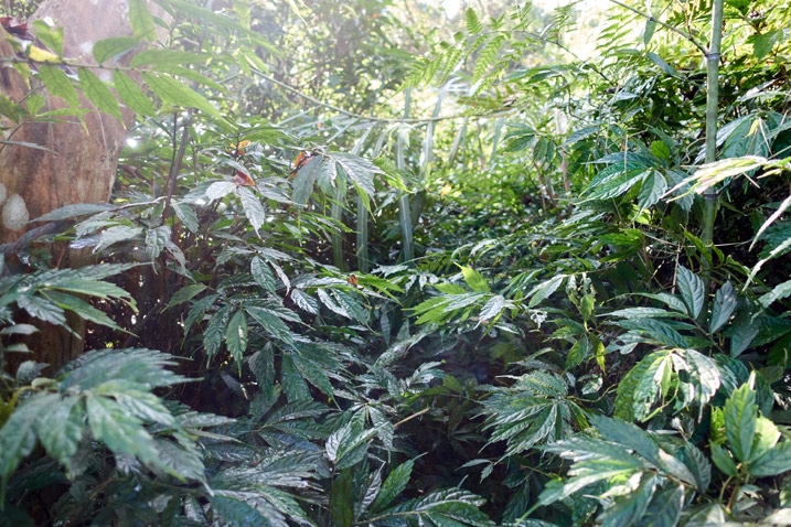 Taiwan jungle - many plants