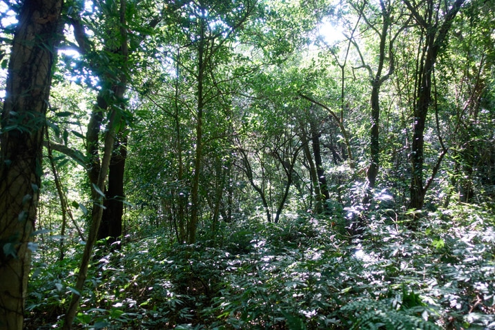 Many trees and plants - taiwan jungle