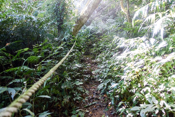 Trail going up mountain - rope on left - many plants and some trees