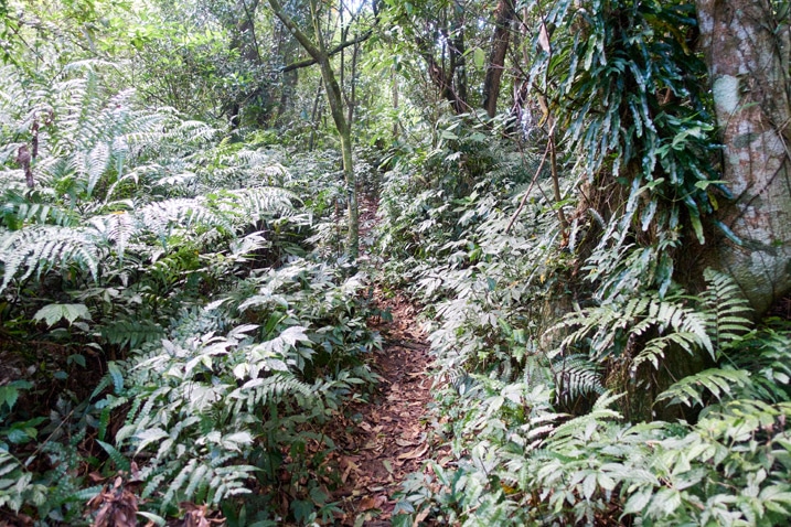 Trail in middle - trees and plants on either side