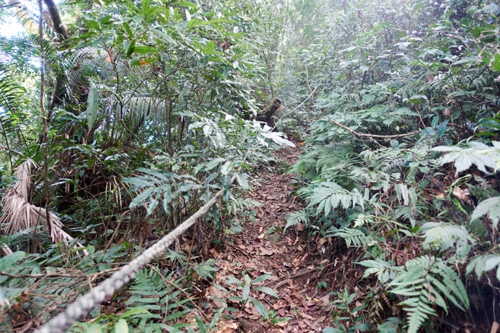 Trail in center with rope on the left going up mountain - trees and plants all around