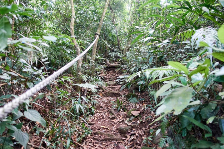 Trail in center with rope on the left going up mountain - trees and plants all around