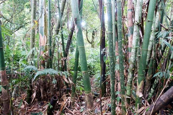 Many bamboo trees