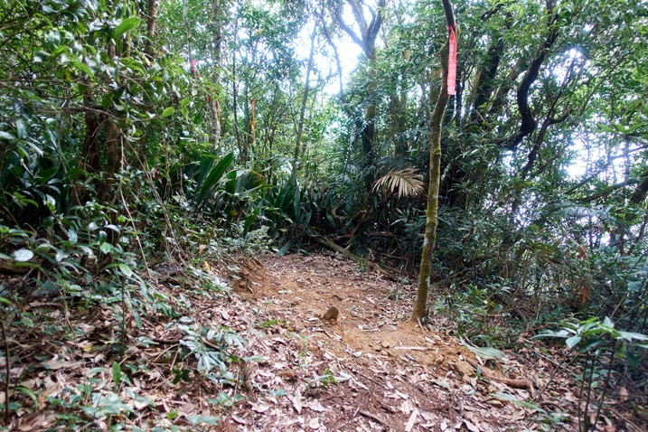 Jiujishan - 久集山 peak - open area surrounded by trees and plants